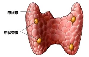 C:\Users\Administrator\Desktop\微信推送2025年第51期(总第414期)\04 肾内科-疼到直不起腰?小心身体里长了 “小石头”!\图片\图片3.jpg C:\Users\Administrator\Desktop\微信推送2025年第51期(总第414期)\04 肾内科-疼到直不起腰?小心身体里长了 “小石头”!\图片\图片3.jpg